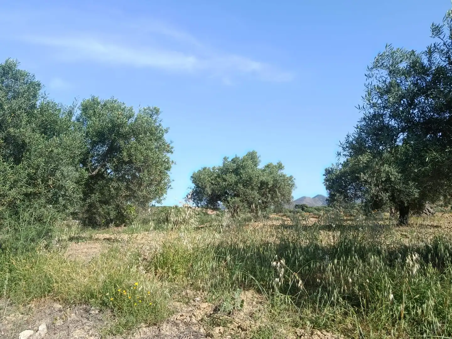 Terreni e lotti in vendita a Alquería - Torrealquería, imagen 11