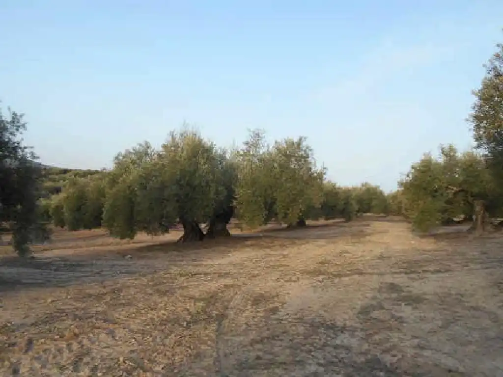 Terreni e lotti in vendita a Martos, imagen 6