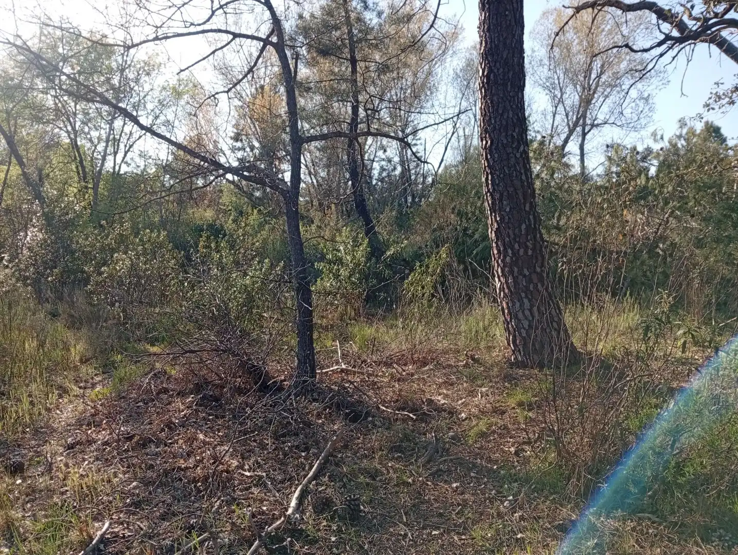 Terreni e lotti in vendita a Villanueva de la Vera, imagen 73