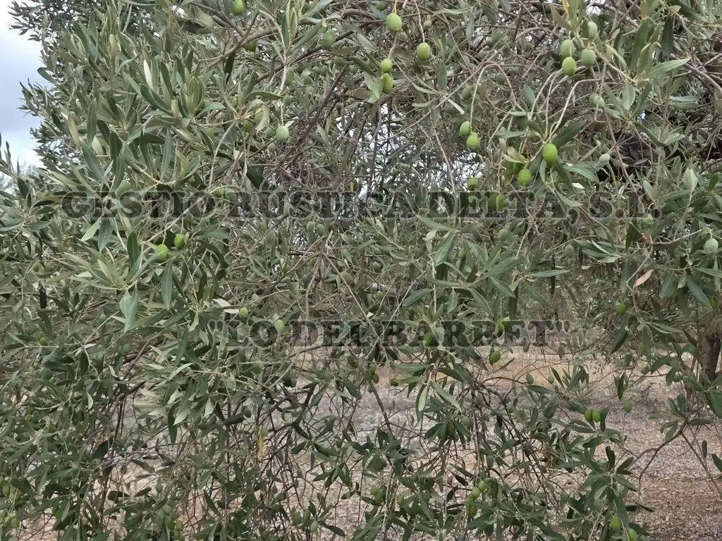 Terreno rústico en venta en Poligono 8, imagen 13