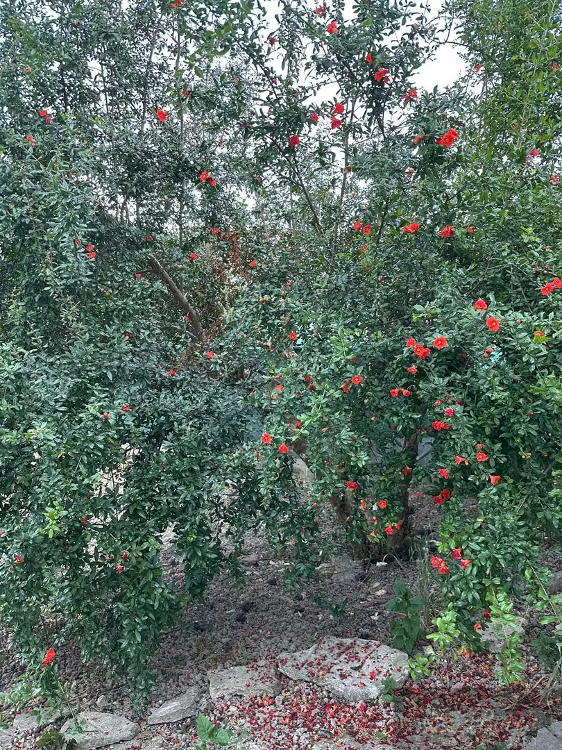 Jardín de Casa o chalet en venta en Rute con Trastero y Amueblado