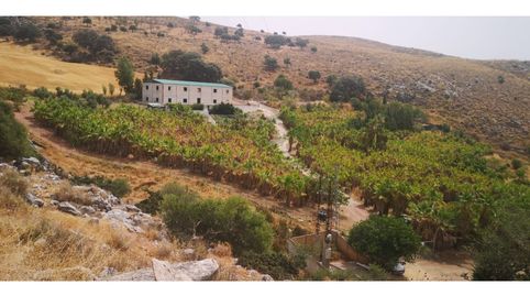 Parcela con 6.000 palmeras, 1,9 Ha. Nave 300mts