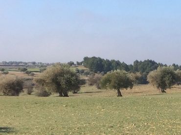 Rural land for sale in Chinchón