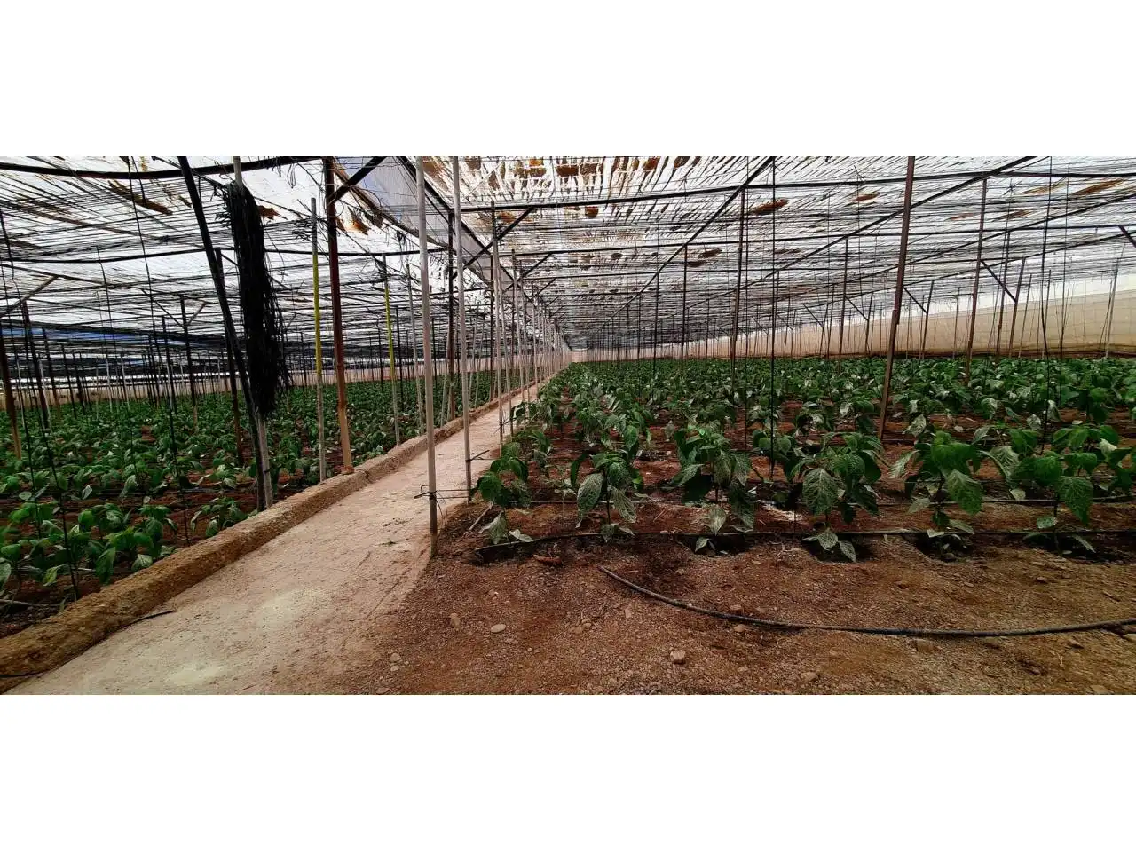Jardín de Finca rústica en venta en Aguadulce