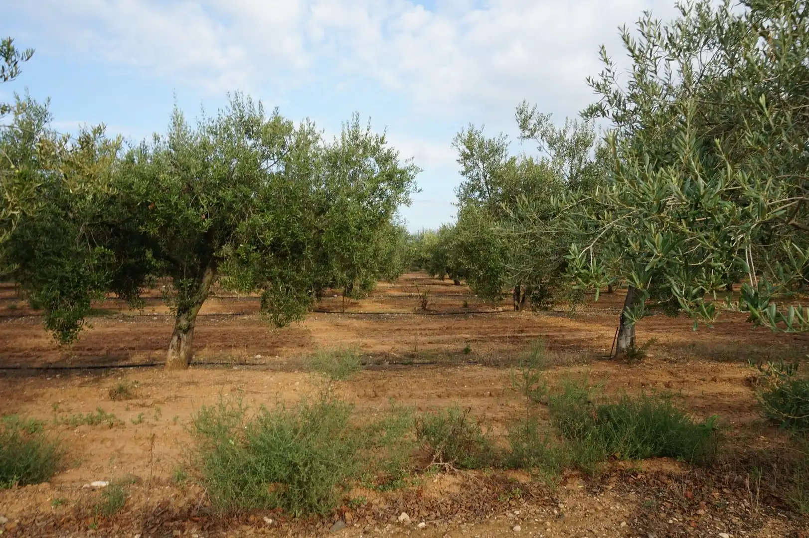 Terreno rustico in vendita a La Creu de Salom, imagen 24