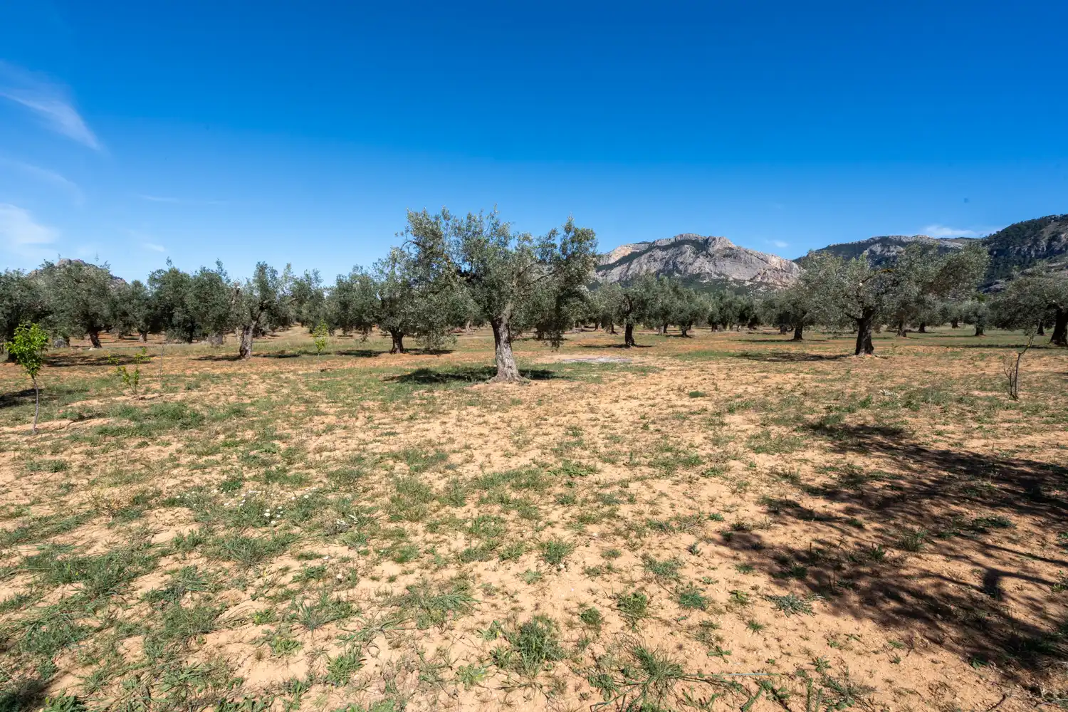 Rural land for sale in Raval dels Àngels 18, imagen 17