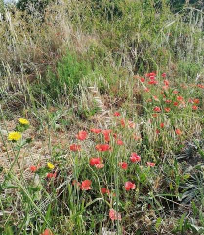 Nave industrial en Venta en Orbaneja Riopico