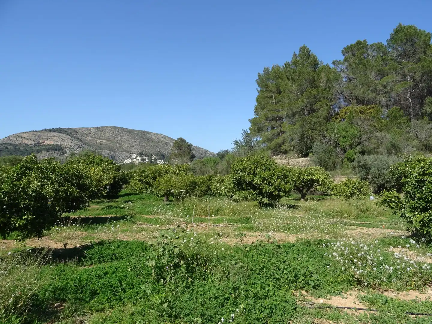 Terreny residencial en venda a Alcalalí, imagen 4