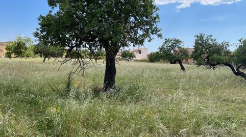 Foto 3 de Terreno en venta en Consell, Illes Balears