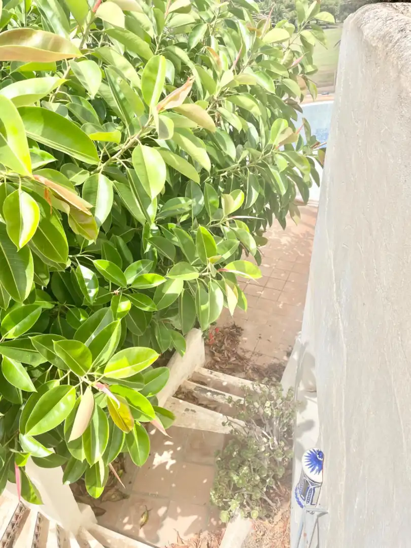 Jardín de Casa o chalet en venta en El Ejido con Aire acondicionado, Calefacción y Jardín privado