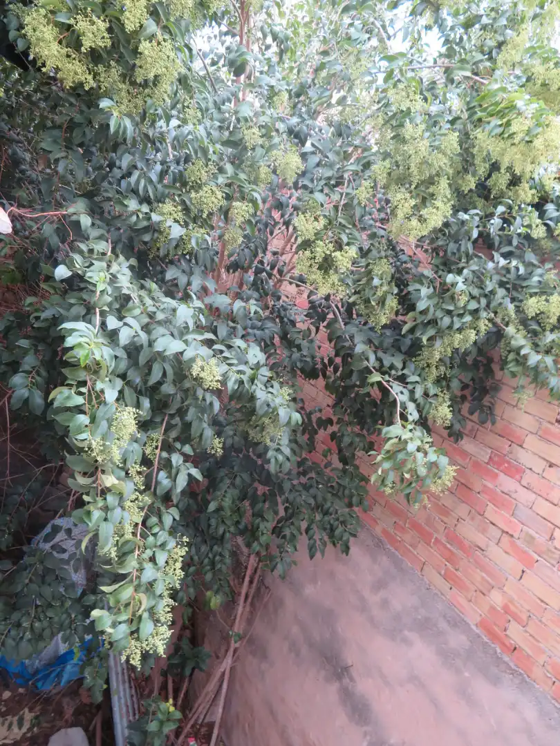 Maison avec terrasse à vendre à Pego, imagen 4