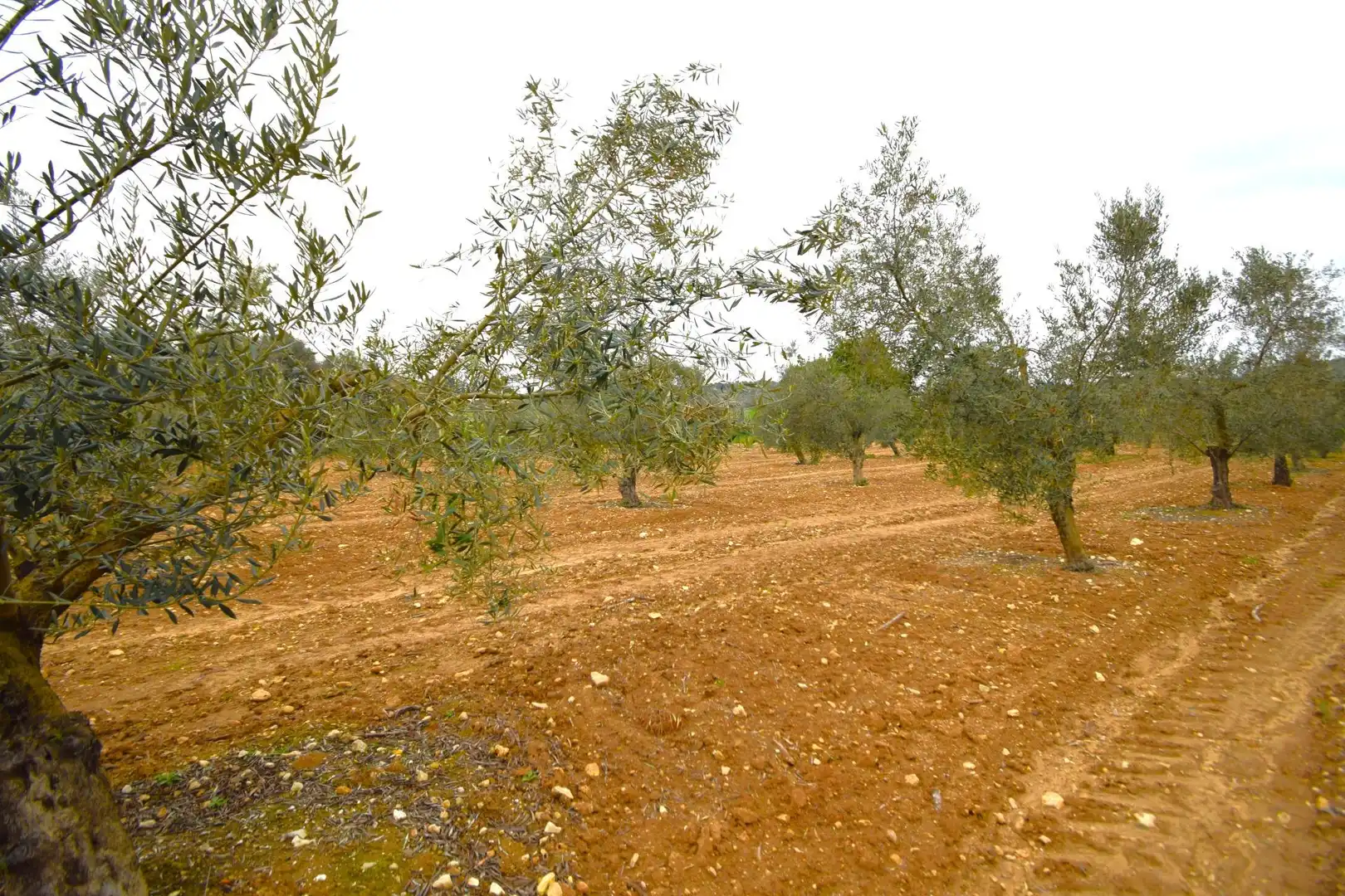 Rural land for sale in Muro, imagen 7
