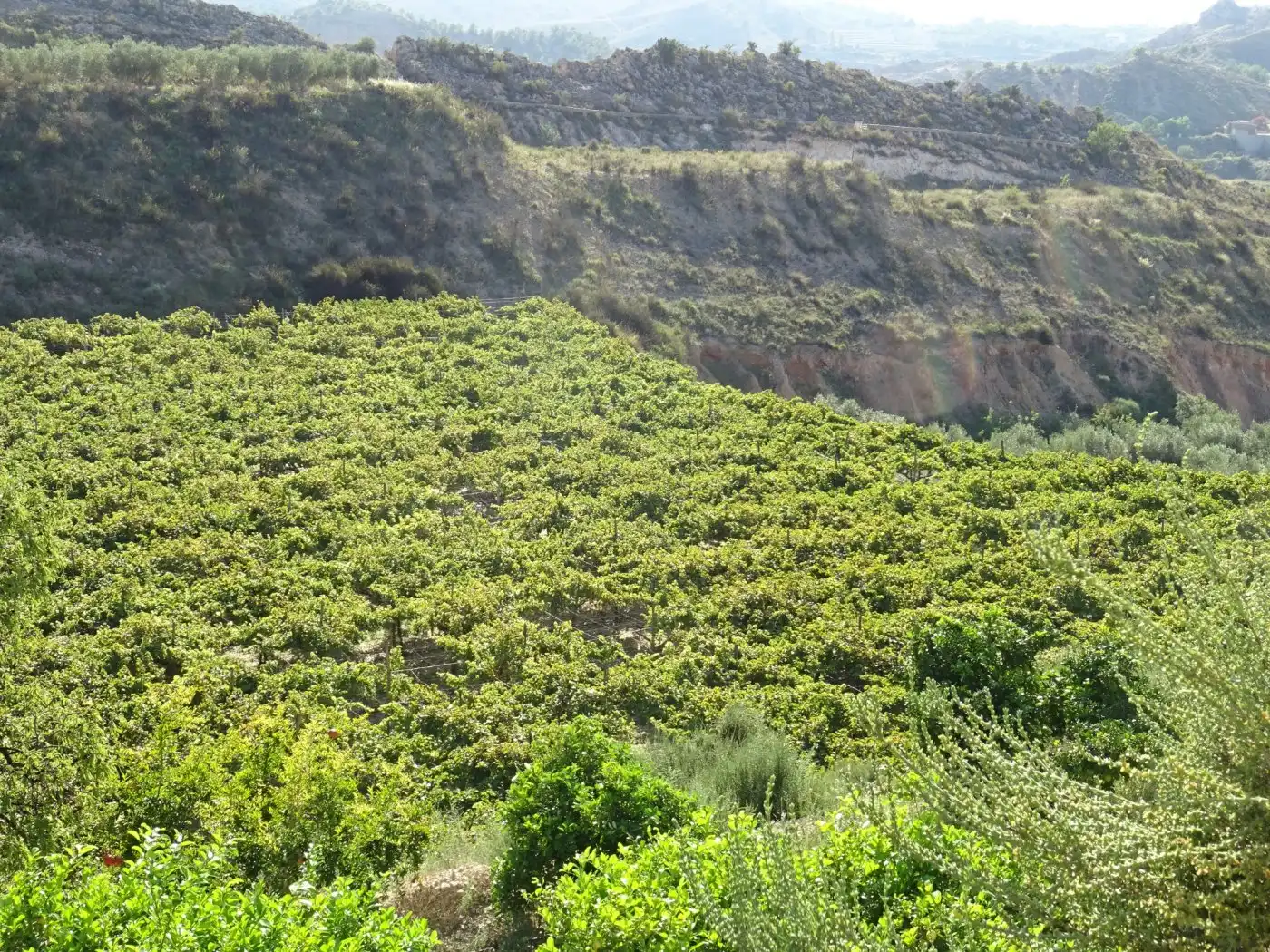Casa o xalet en venda a Pedanías Este