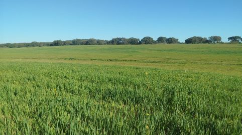 Oportunidad Única Finca de Regadío de 30 Hectáreas al lado de Mérida