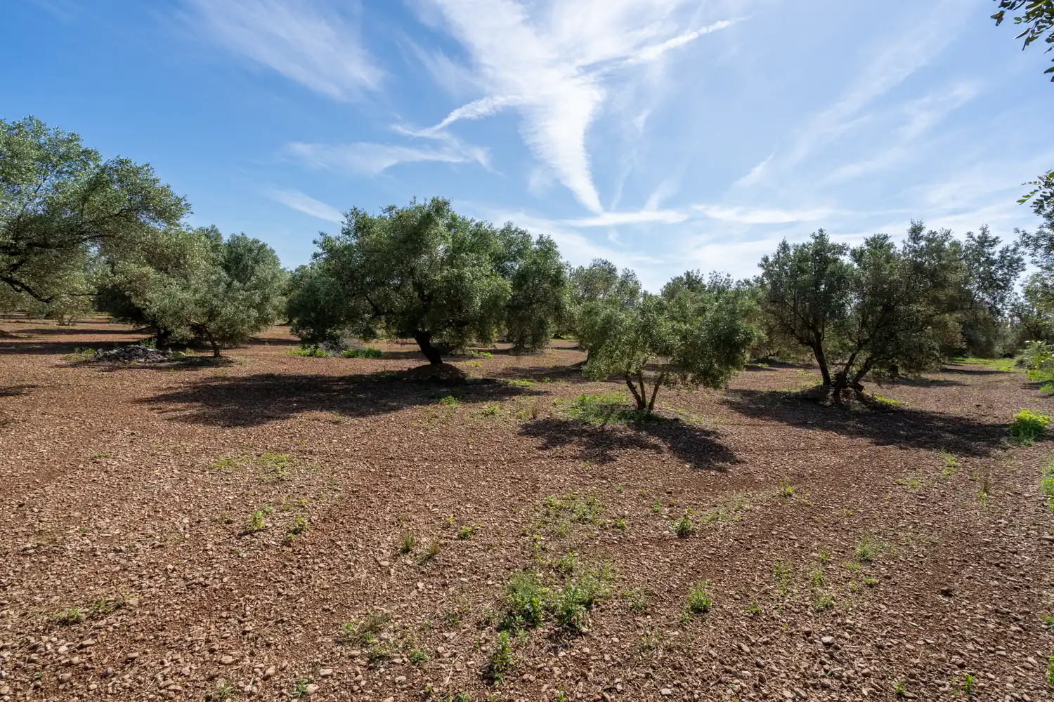Terreno rustico in vendita a Camí de Terrapico 21, imagen 20