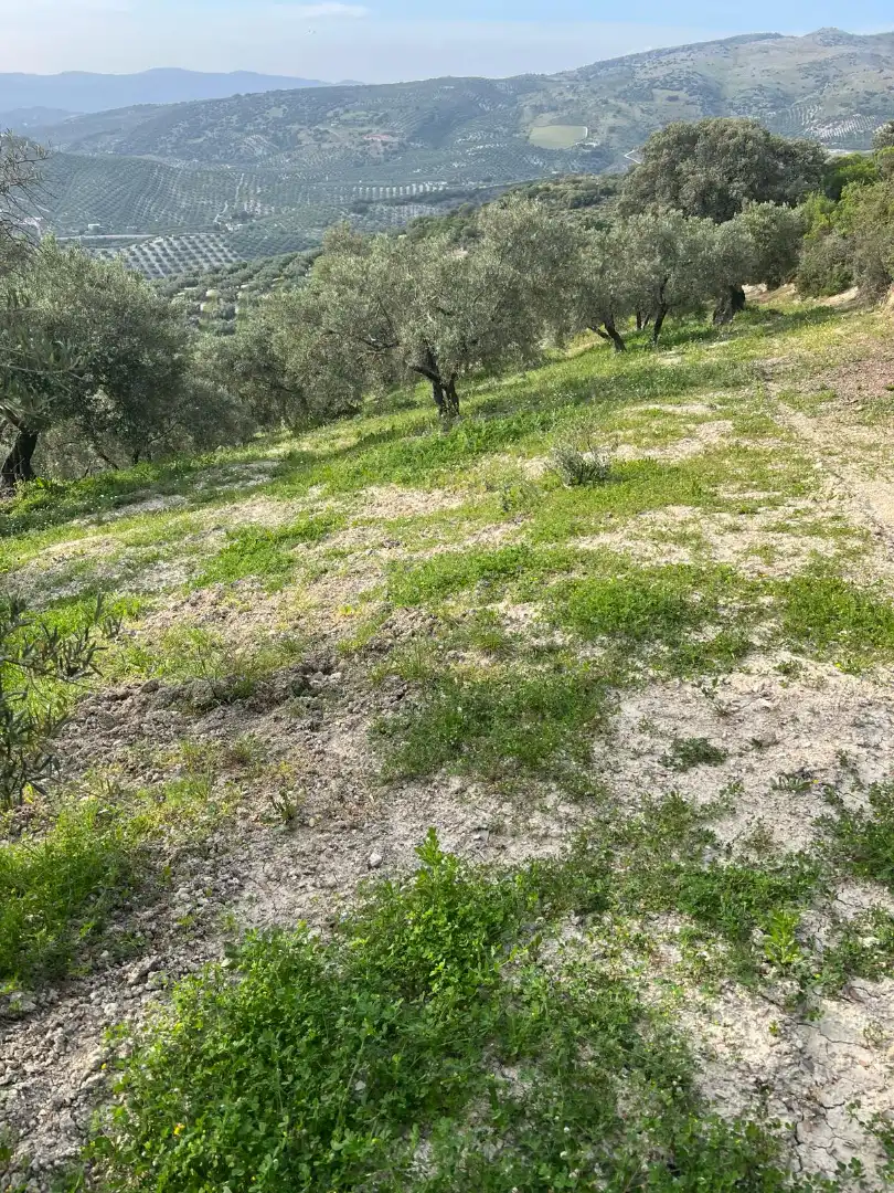 Terreno rustico in vendita a Cabra, imagen 11