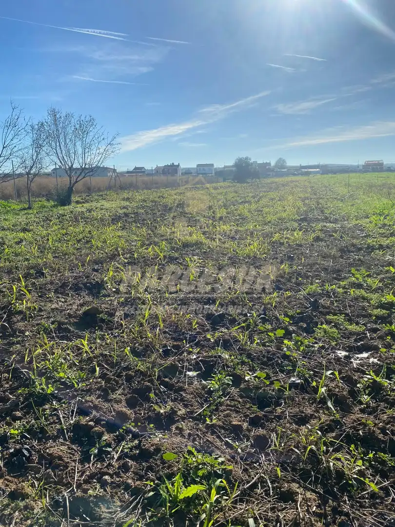 Terreny rústic en venda a Almodóvar del Río, imagen 4