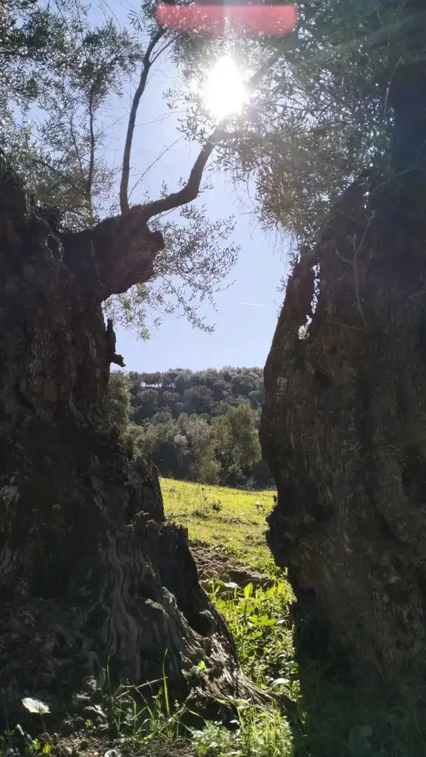 Casa rústica en venda a El Bosque, imagen 28