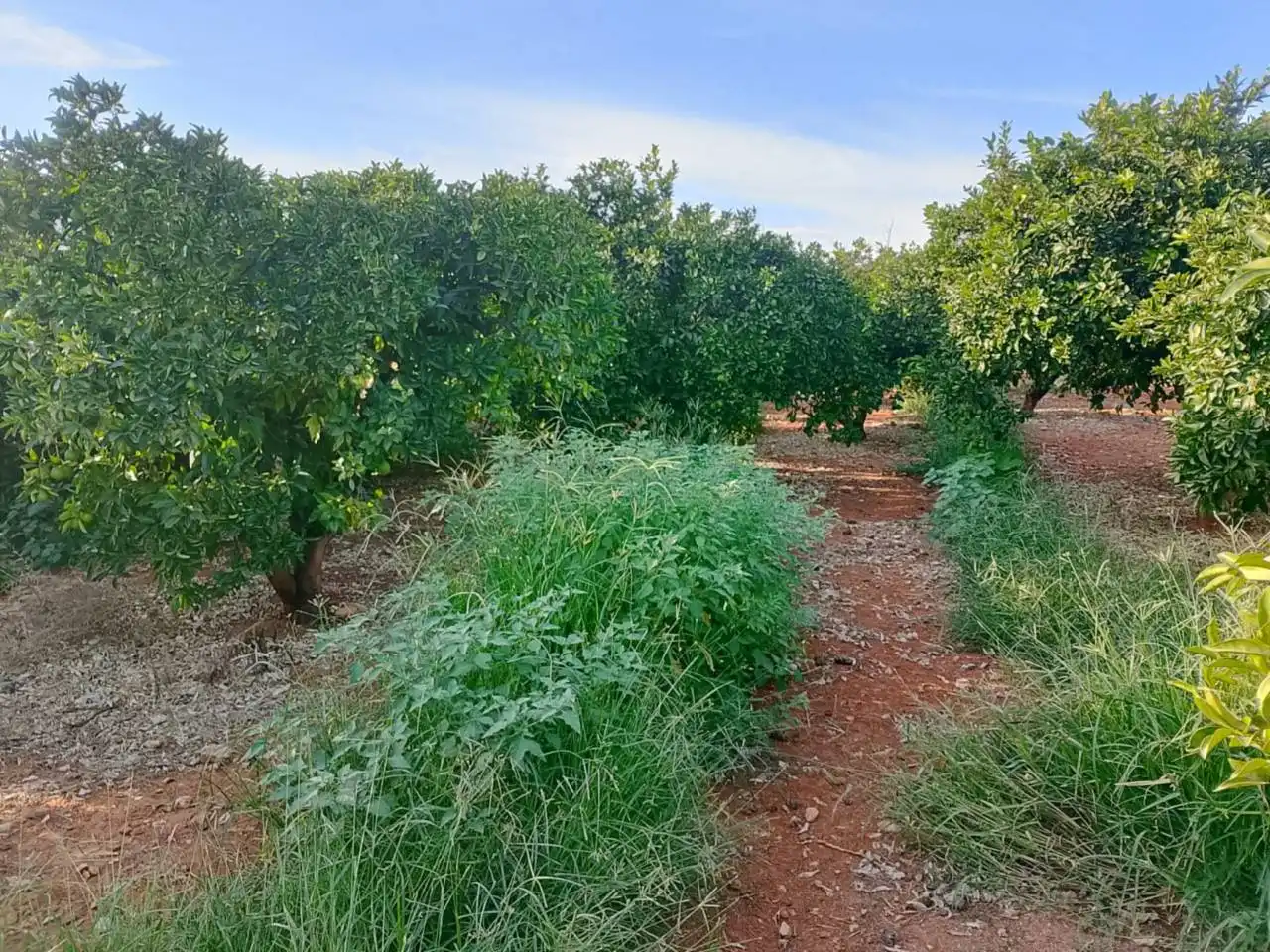 Terreny rústic en venda a Camino Cova Negra 1, imagen 9