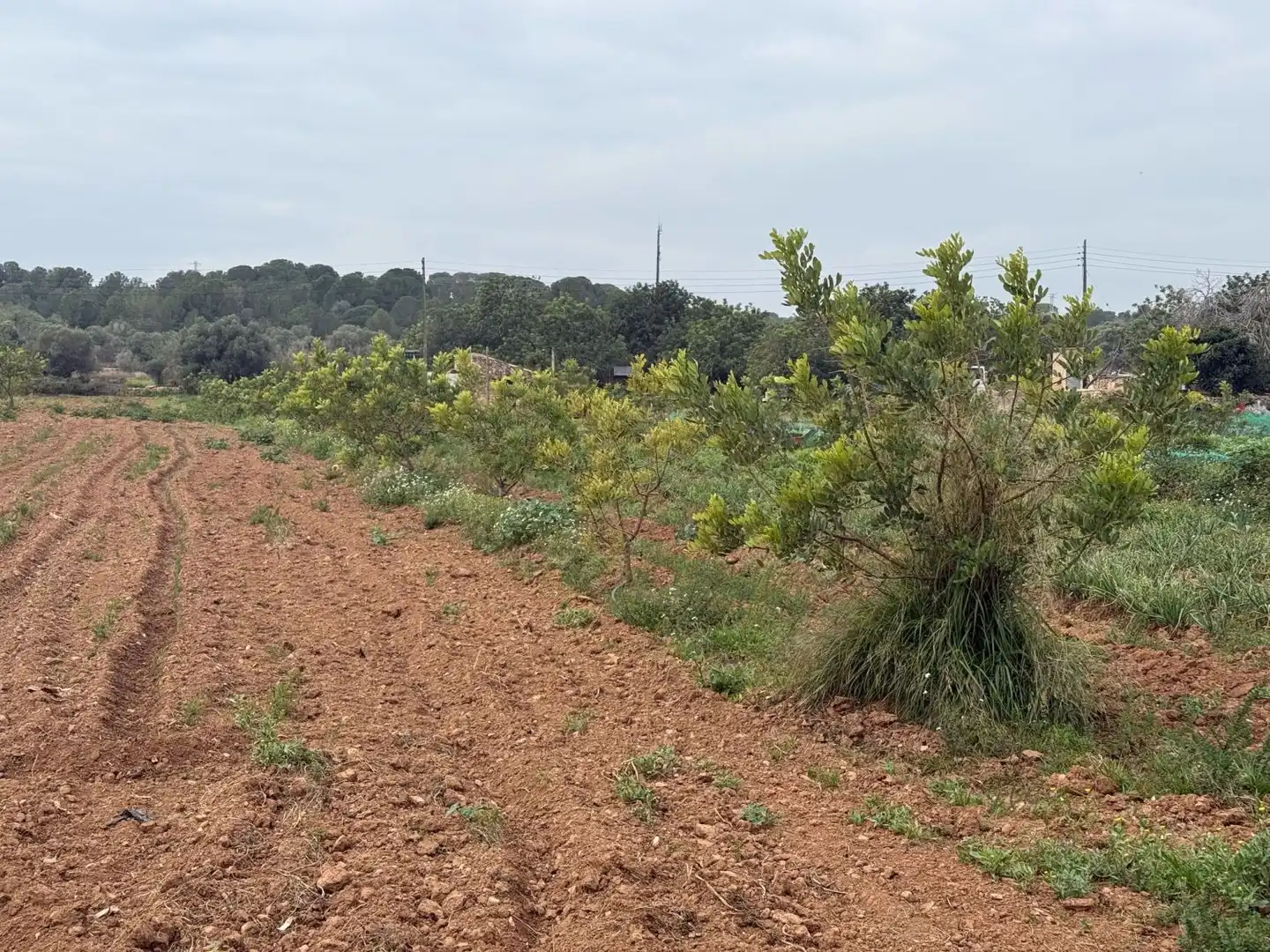 Finca rústica en venda a Altafulla