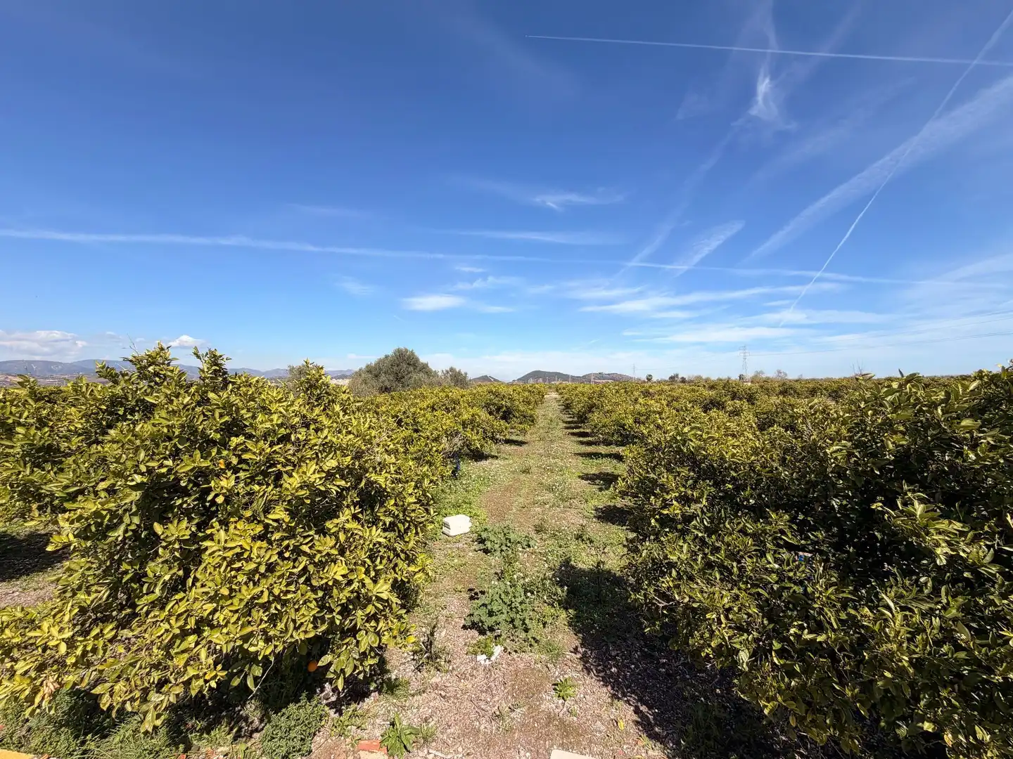 Rural land for sale in Almenara, imagen 3