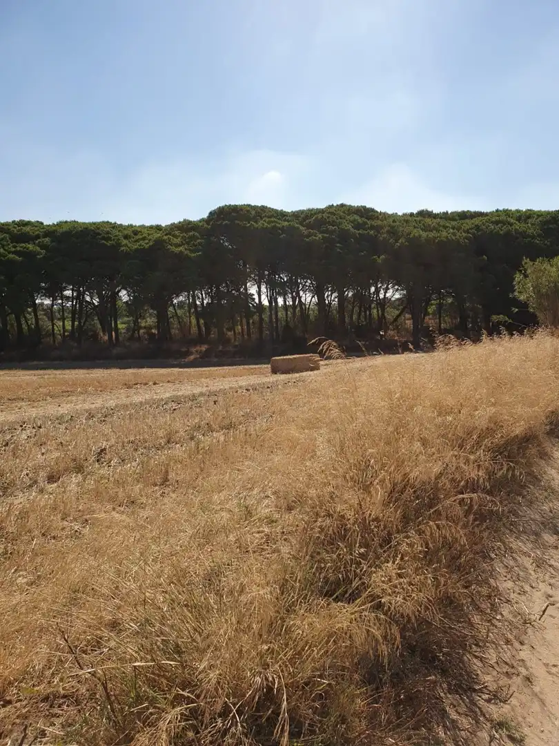 Country homes for sale in Chiclana de la Frontera  with Private garden