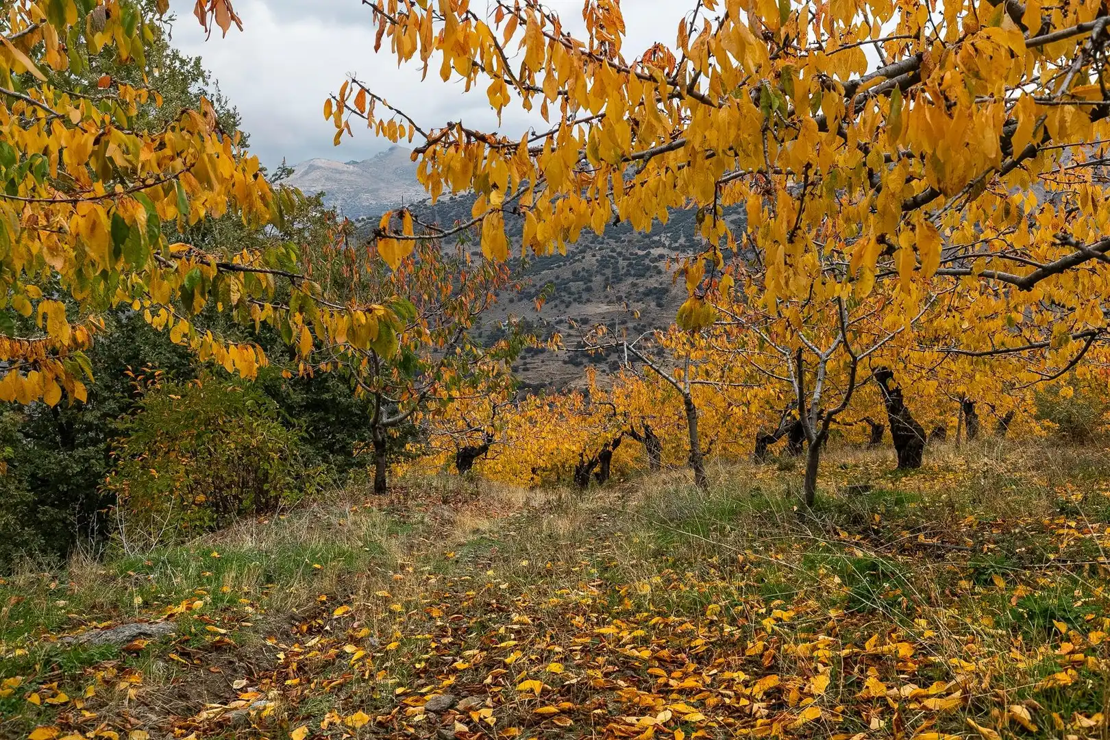 Lands and plots for sale in Güéjar Sierra, imagen 19