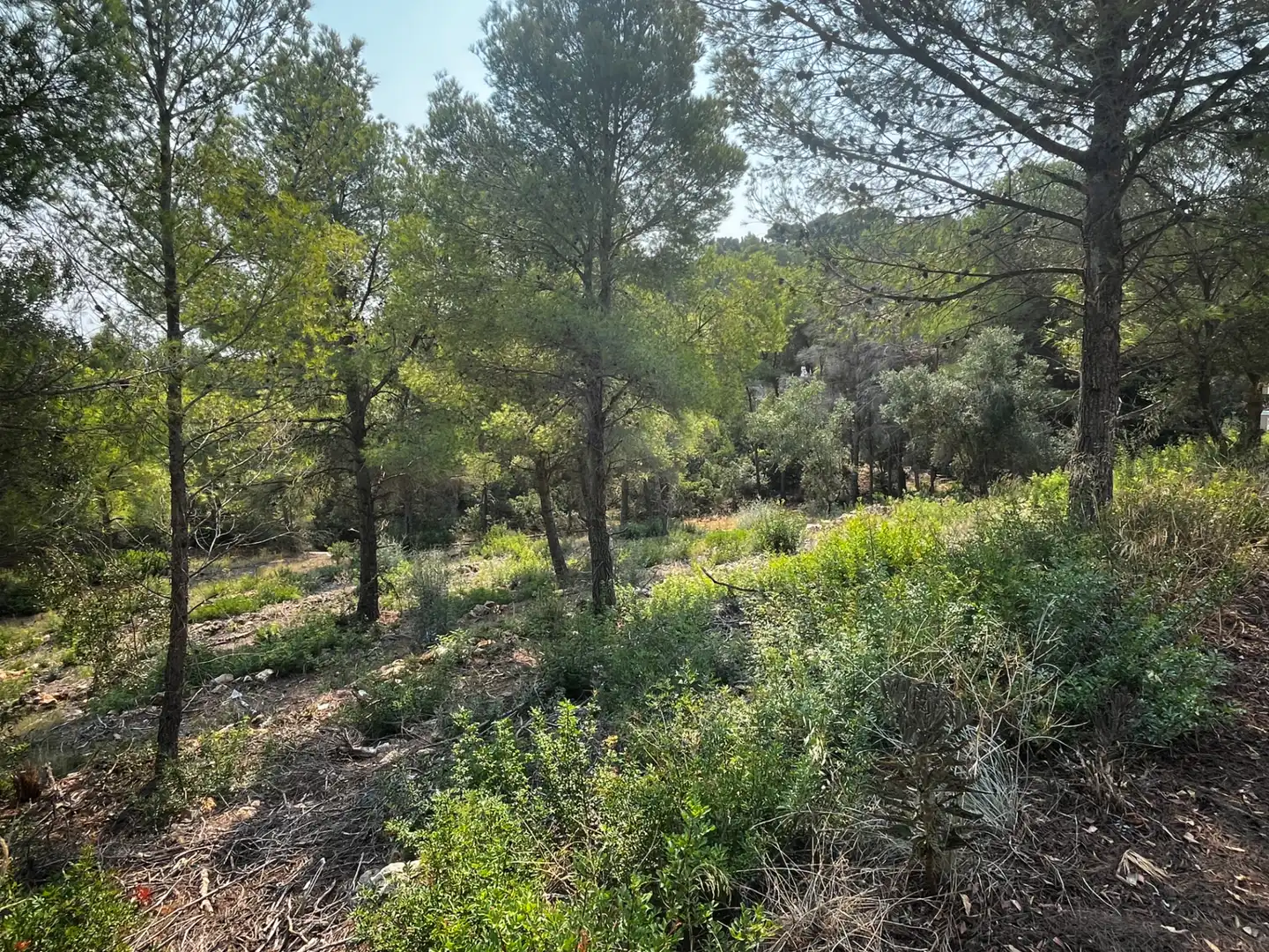 Terreny residencial en venda a Carrer Peixos 1, imagen 13