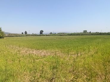 Terreny rústic en venda a Camí de les Parets a la Murtra 9