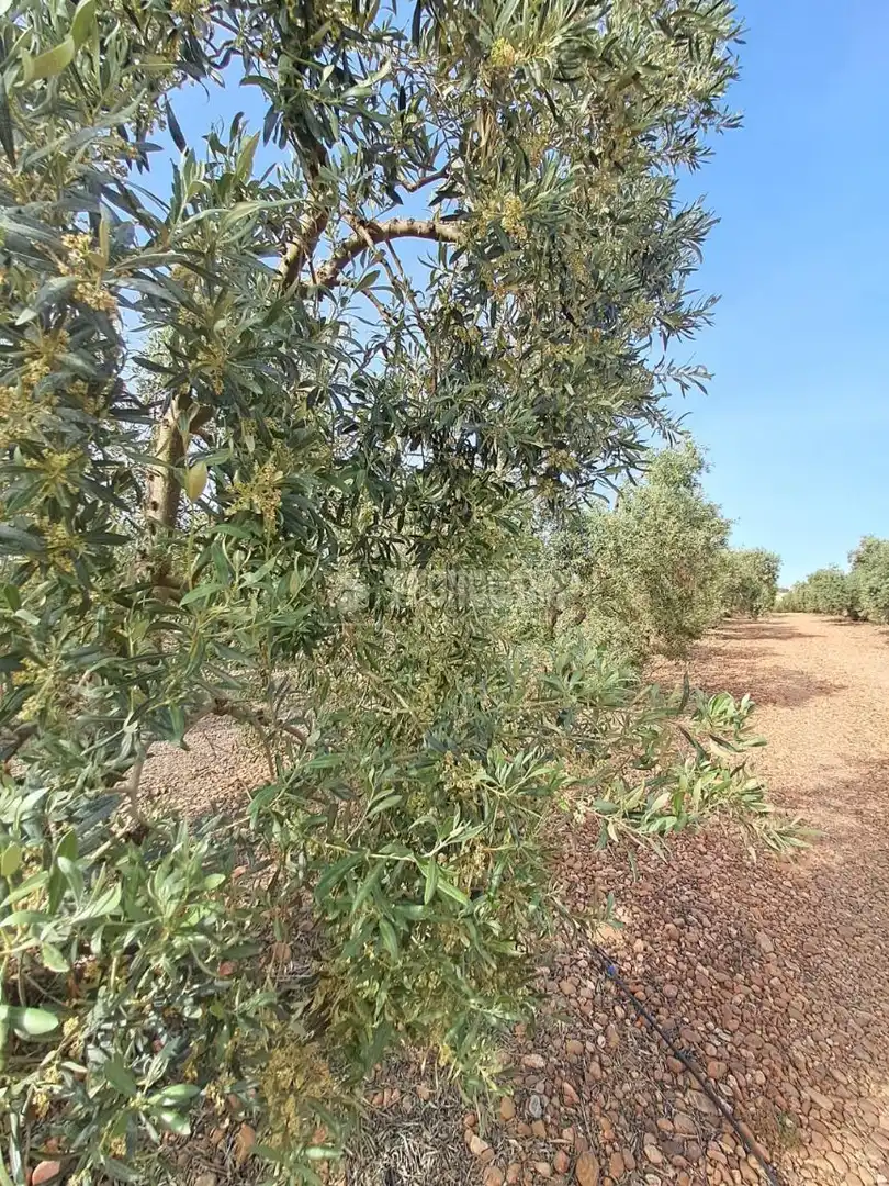 Terreno rustico in vendita a Carmona, imagen 8