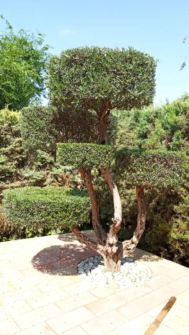 Jardín de Casa o chalet en venta en La Solana   con Calefacción, Jardín privado y Trastero