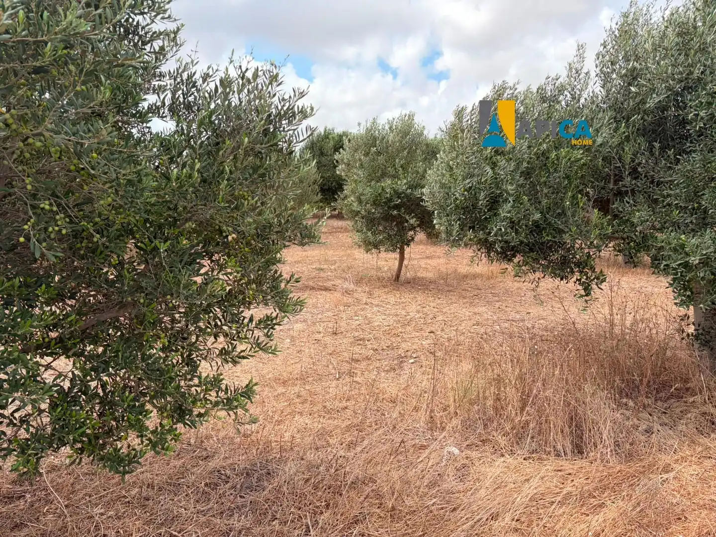 Rural land for sale in Los Franceses – La Vega