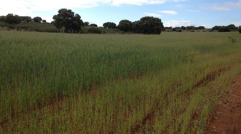 finca en venta 186 has. labor caza menor en Ruidera (Ciudad Real), immagine 2