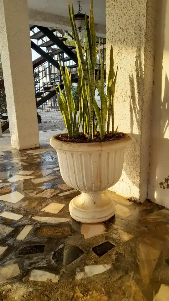 Garten von Haus oder Chalet zum Verkauf in Benejúzar mit Privatgarten, Terrasse und Schwimmbad