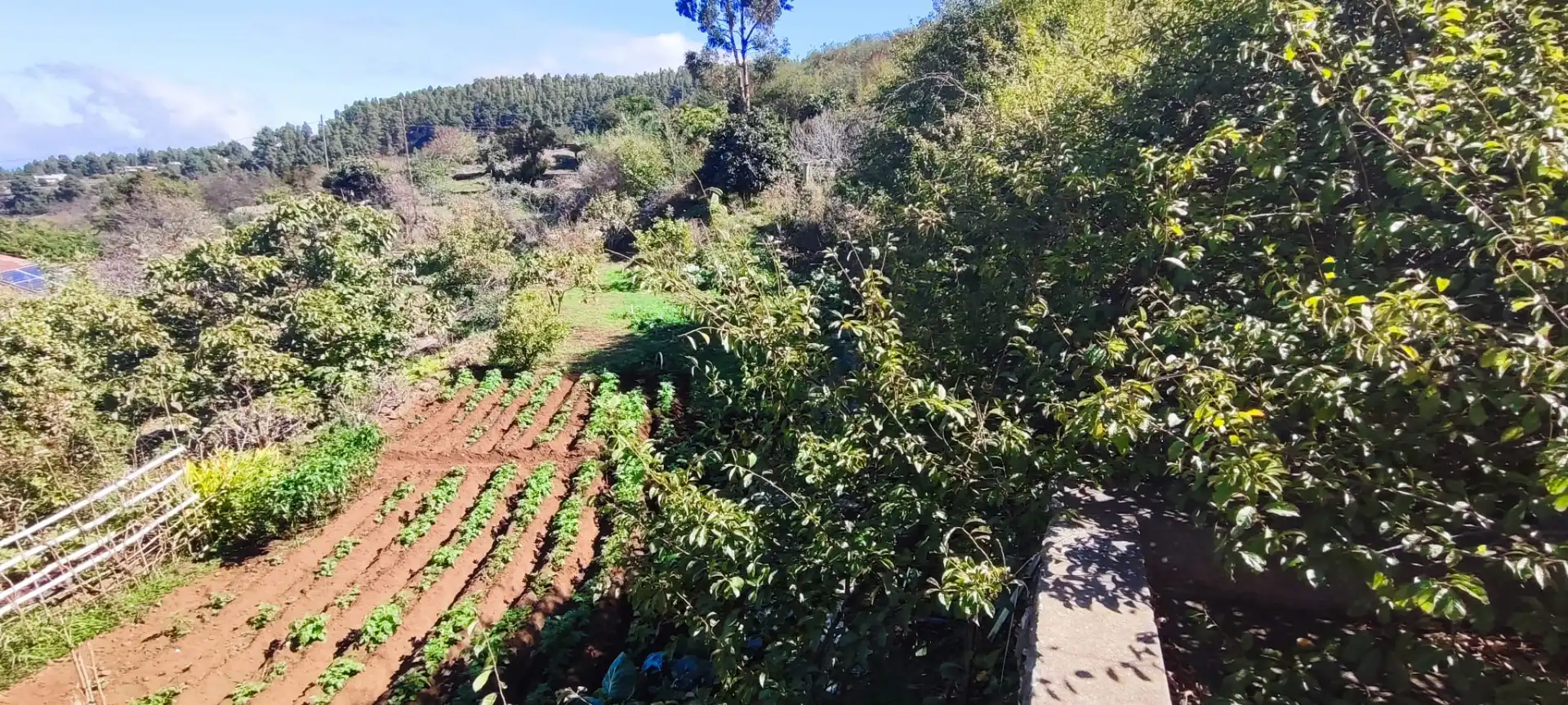 Garden of Detached homes for sale in Icod de los Vinos