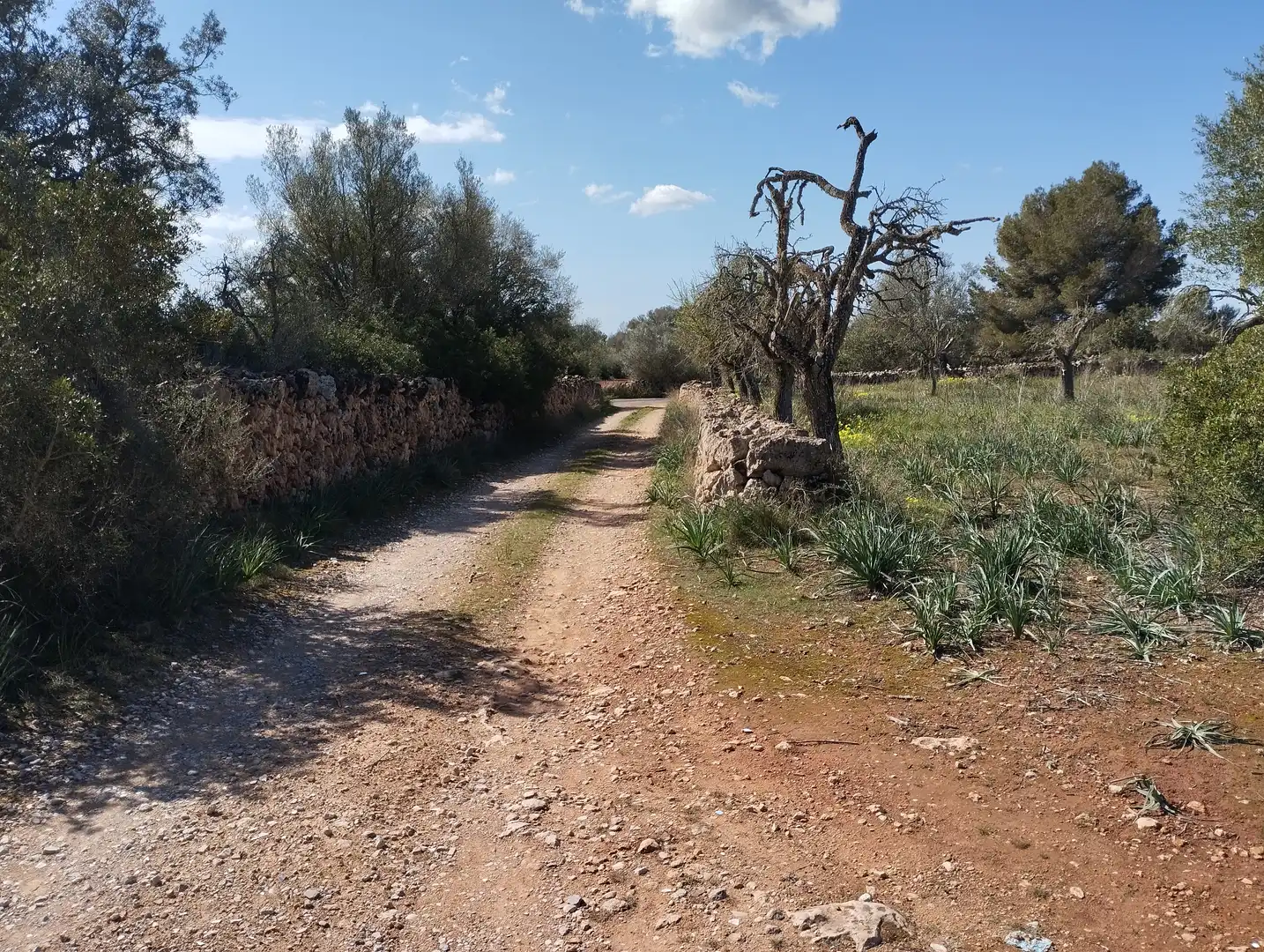 Terreno rustico in vendita a Son Gual-B 11, imagen 2