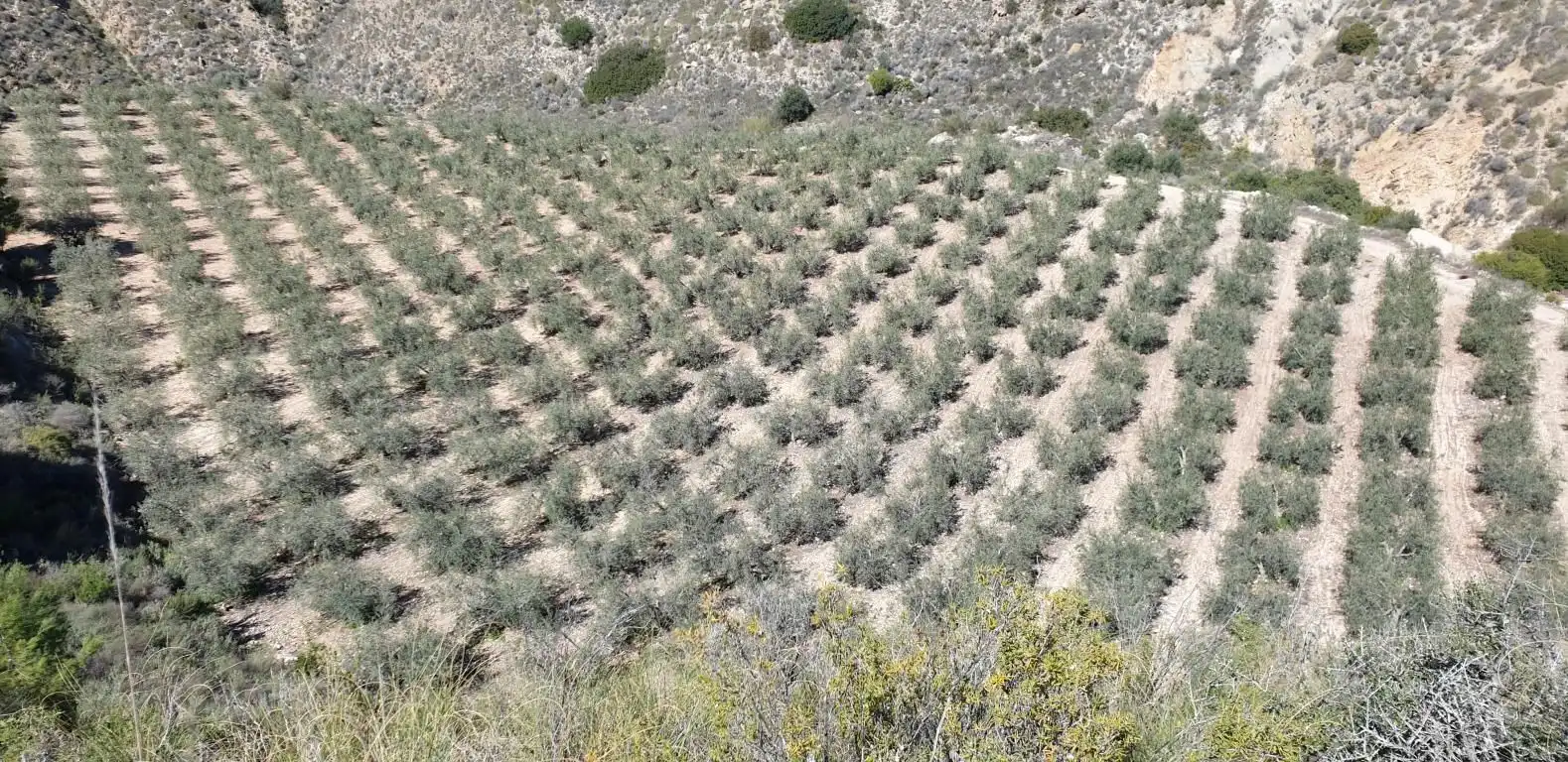 Terreno residencial en venta en Los Gallardos, imagen 7