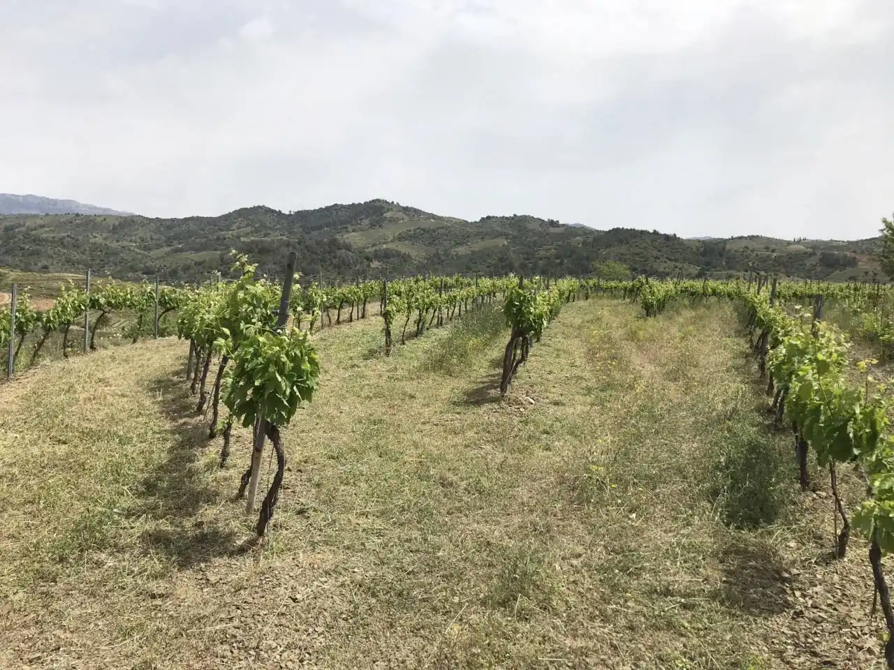 Rural land for sale in Calle Lloa, imagen 4