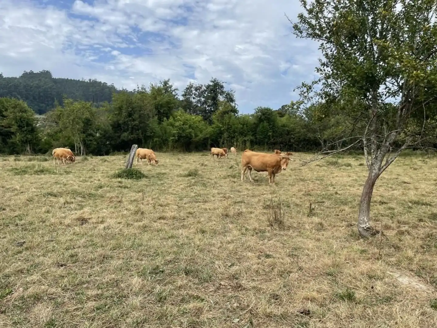 Finca rústica en venta en Ortigueira con Jardín privado