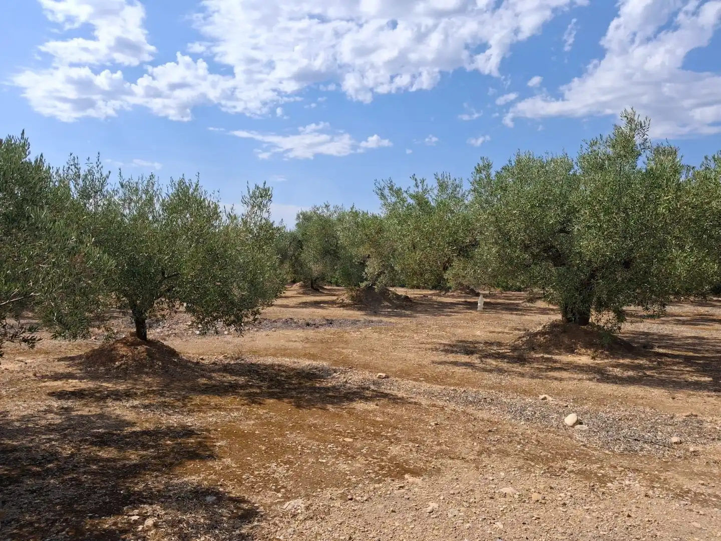 Terrain rustique à vendre à El Perelló, imagen 21