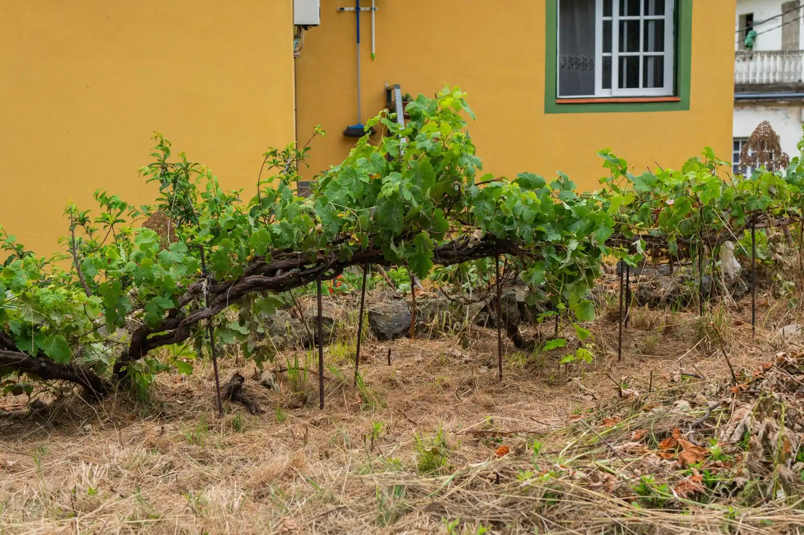 Terreno rustico in vendita a Las Cuevas - Los Gómez, imagen 15