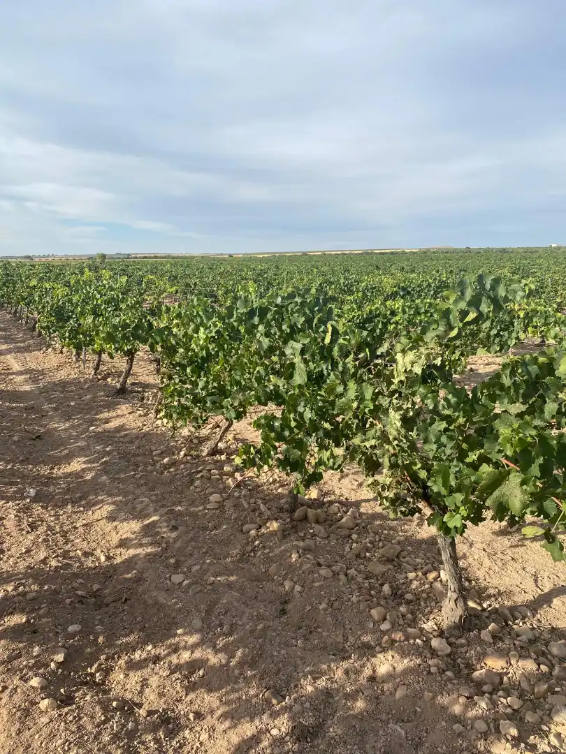 Terreno en venta en Tomelloso