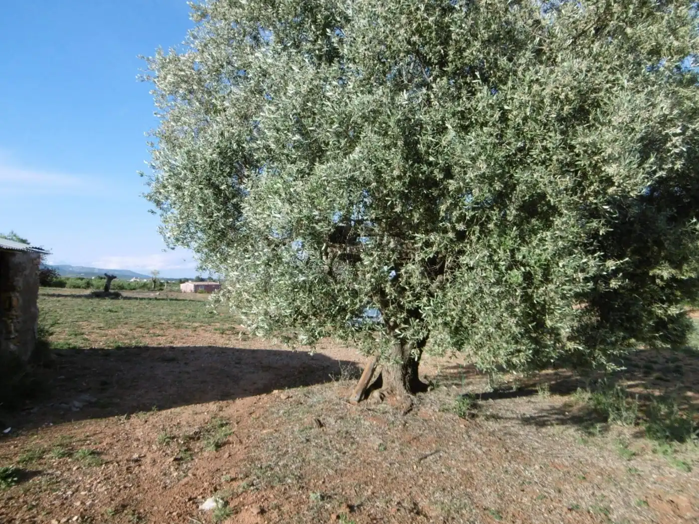 Terrenys i solars en venda a Vall d'Alba, imagen 4