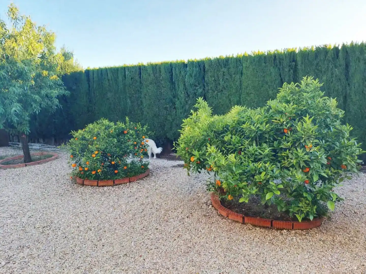 Jardí de Finca rústica en venda en Molina de Segura amb Aire condicionat