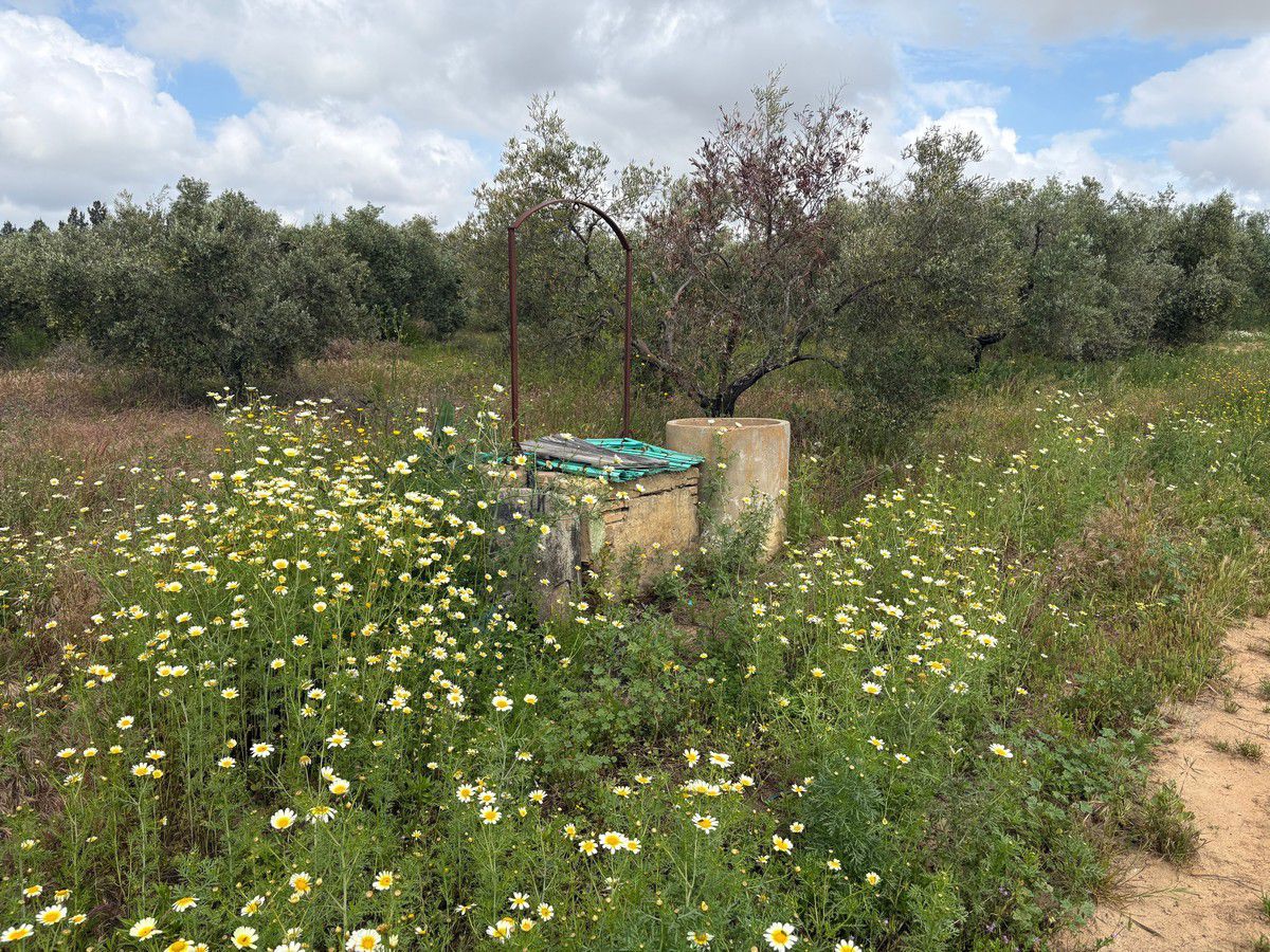 Finca rústica en venta en Bollullos Par del Condado