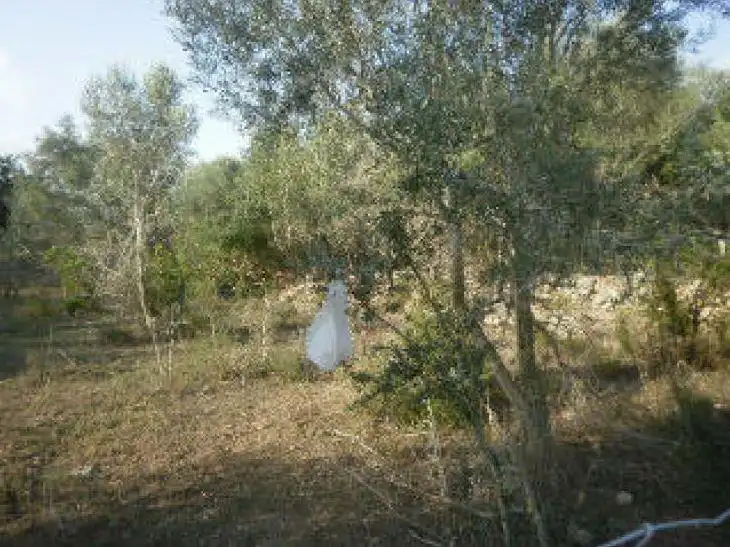 Terrain rustique à vendre à ANTIC, imagen 5