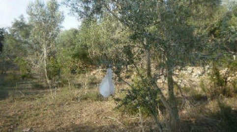 Foto 5 de Terreno en venta en Antic, Eucaliptus - Poble Nou del Delta, Amposta