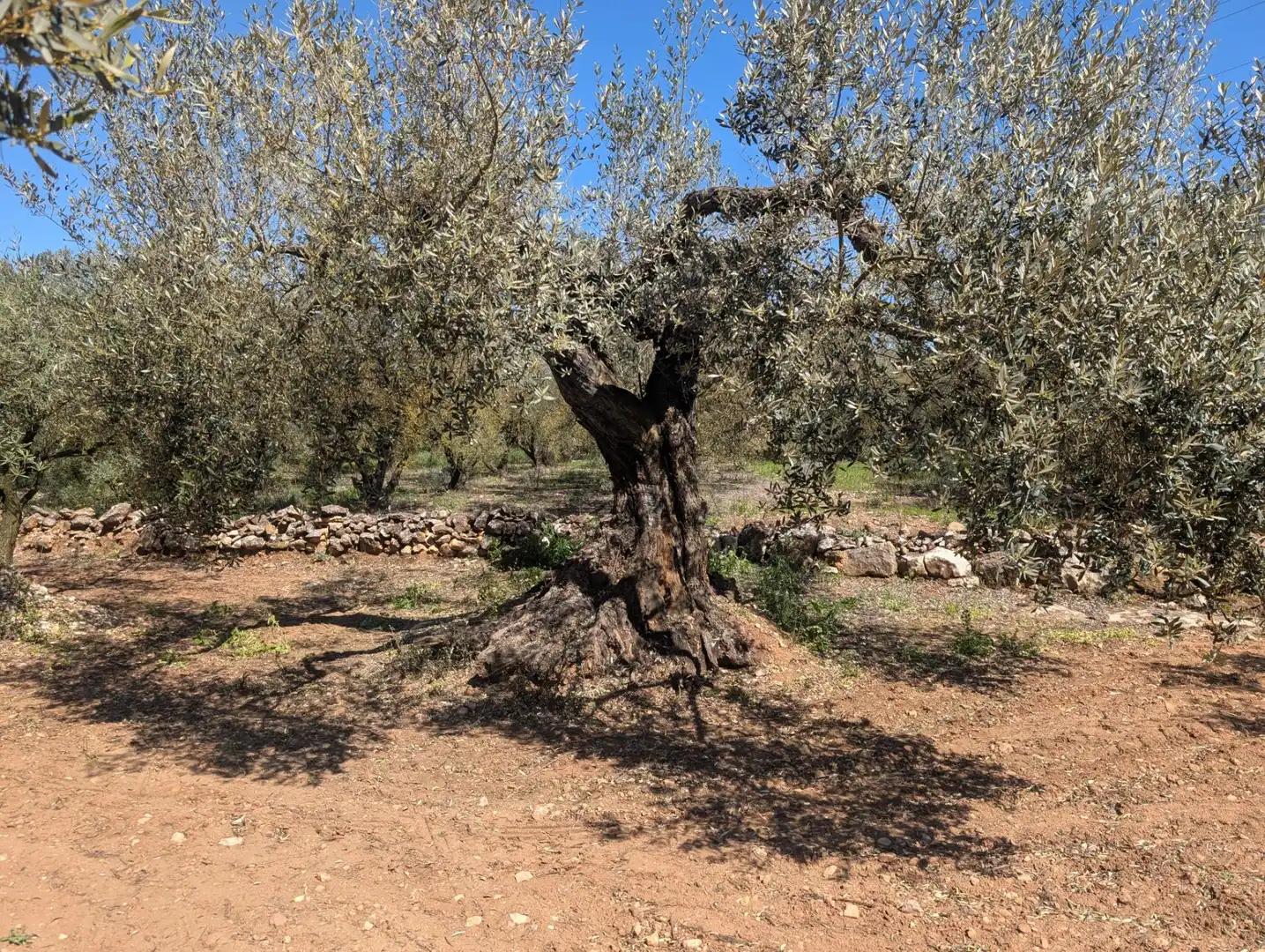 Grundstücke zum Verkauf in Ulldecona
