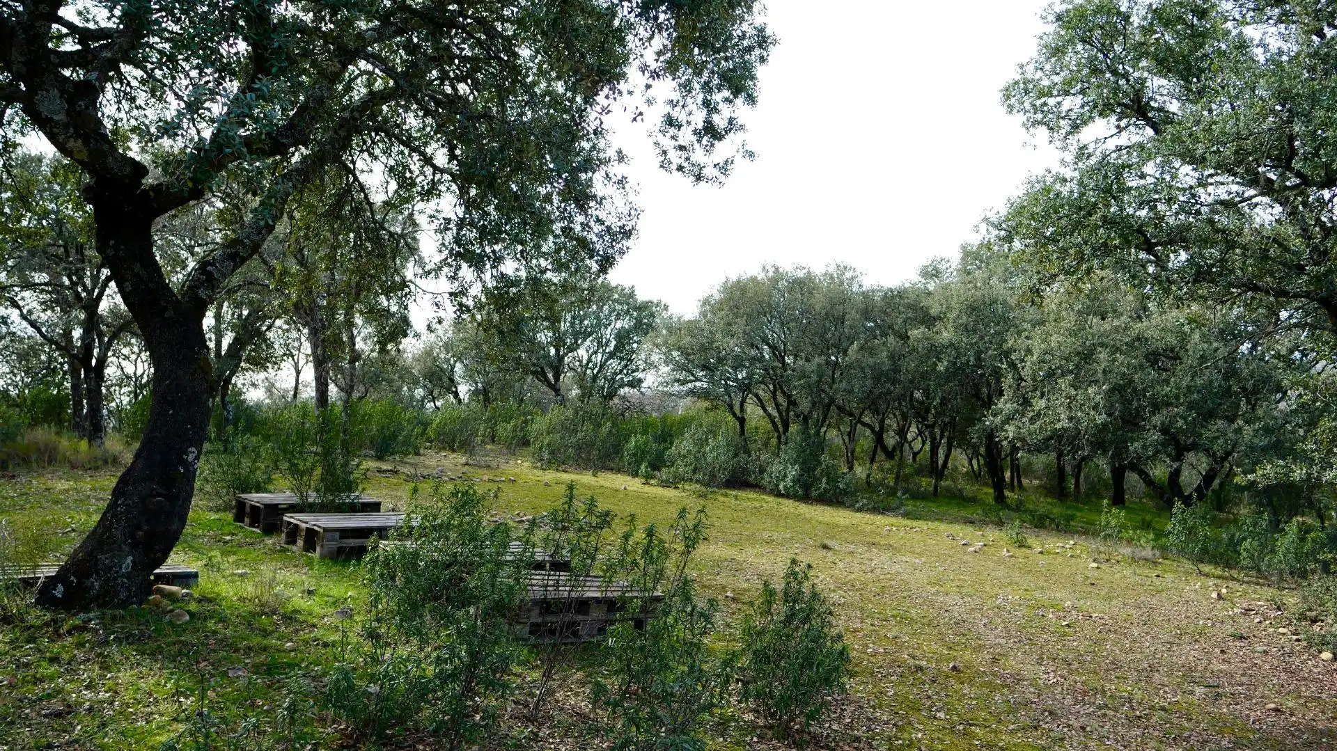 Land for sale in Arbancón