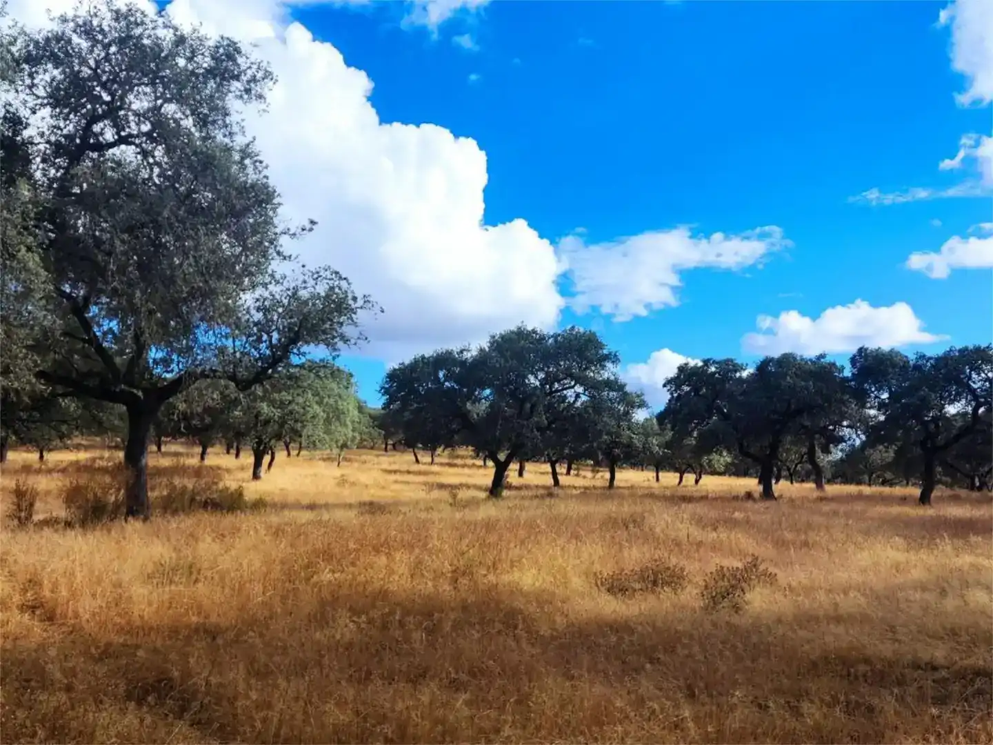 Terreno en venta en Santa Olalla del Cala